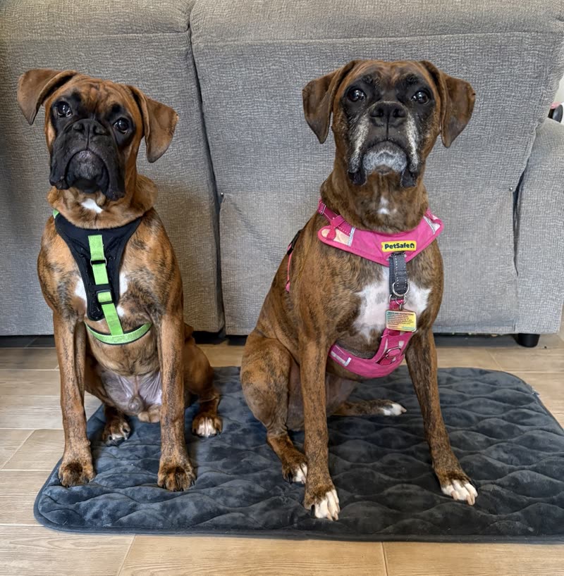 Two brindle boxers in green and pink harnesses sitting together on a mat