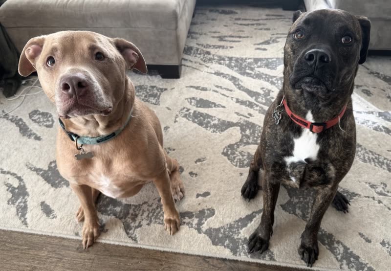 Two dogs sitting side by side on a patterned rug looking at the camera