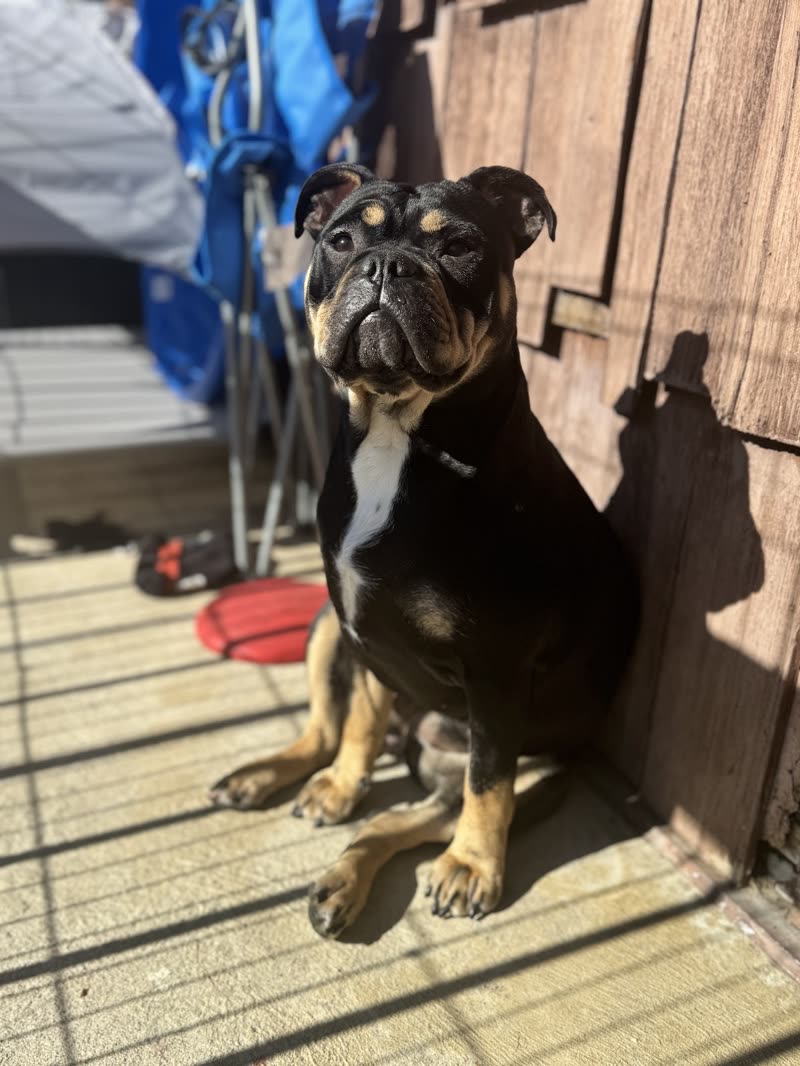 A black-and-tan boxer sitting upright in a sunlit doorway