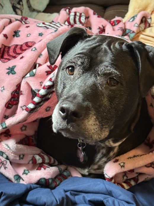 Close-up of a black pit-bull-type dog resting on a pink blanket