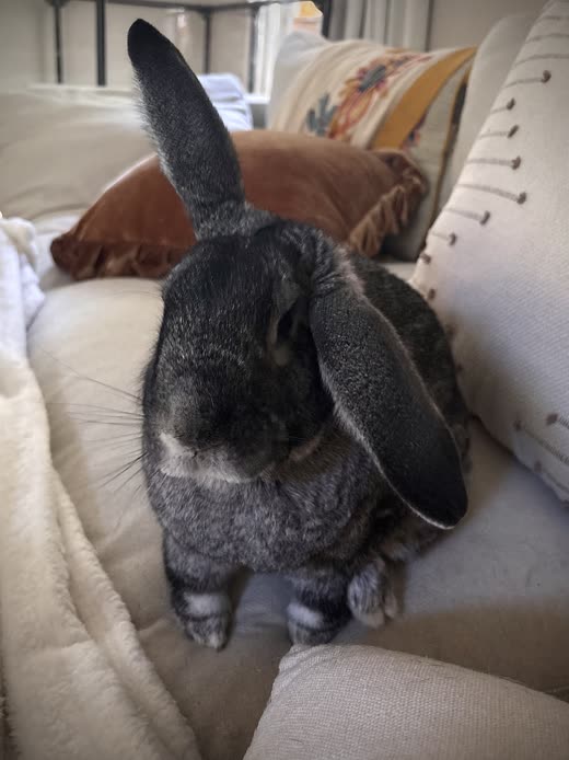 A grey lop-eared rabbit sitting on a cream sofa cushion