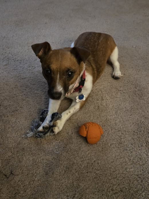 A brown-and-white terrier chewing a toy on the carpet