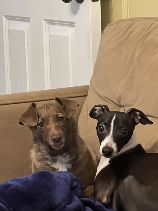A scruffy brown puppy and a black-and-white whippet peeking over a sofa arm