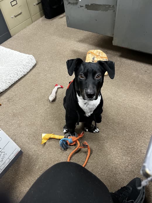 A small black-and-white dachshund-type dog sitting on the carpet